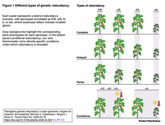 Navigating genetic redundancy  1