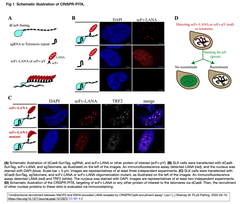 CRISPR-PITA