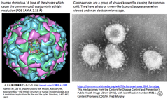 Common cold viruses