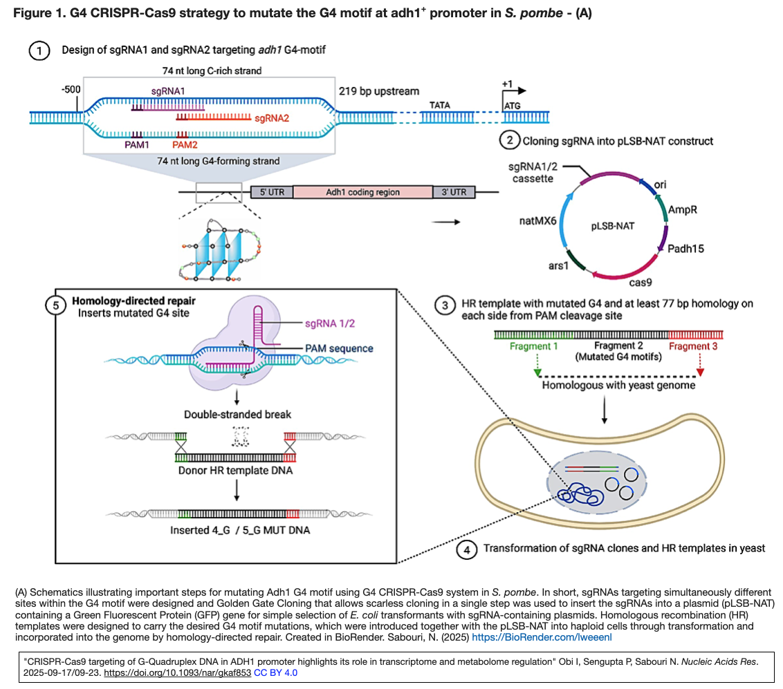 バナジー・プロトコル ホメオパシーにおける病理的アプローチ ホメオパシー Amazon.co.jp: バナジー・プロトコル ホメオパシーにおける病理