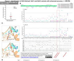 SaCas9ヌクレアーゼの高忠実度KKH変異体の塩基ミスマッチ識別性を向上