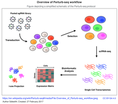 Perturb-seq