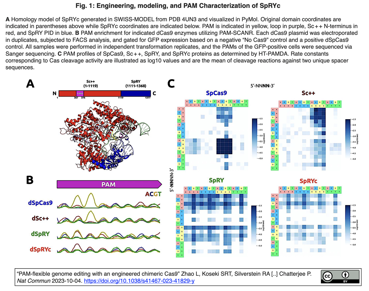 20231005更新] 5'-NNN-3' PAMを認識するキメラCas9を作出 - レット