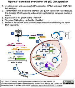 gEL DNA: クローニングとPCRを必要としないCas12aによる酵母の