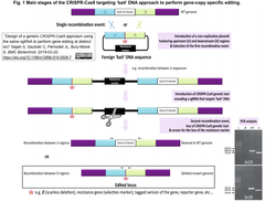generic CRISPR-Cas9