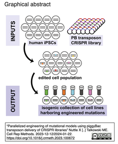 ガイドRNAをpiggyBacトランスポゾンで送達することで, iPS細胞におけるCRISPR-Cas9遺伝子編集の並列化を実現