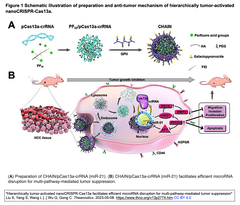 階層的に活性化されるナノCRISPR-Cas13aが, マイクロRNAの効率的な破壊を促進し, 複数の経路を介した腫瘍抑制を実現する