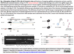 CRISPRメモ_2018/05/07（ADモデルマウス; 不妊症モデルマウス）