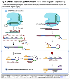 前増幅不要でHPV16を迅速・特異的・高感度に検出する新たなワンポットCas12aバイオセンサーベースのPOCT登場