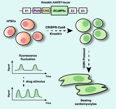 CRISPRメモ_2018/10/18 (6件)