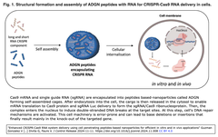 ADGN peptides 1