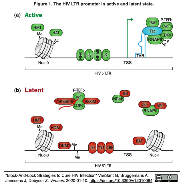 crispriによりhiv 1プロウイルスdnaの再活性化を抑制する crisp bio