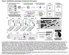 CRISPR-Cas9タイリング欠失スクリーンから, 量感受性神経精神疾患リスク遺伝子SIN3Aの転写における対立遺伝子補償効果を発見