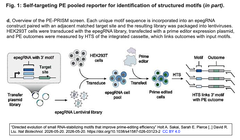 “Directed evolution of small RNA 1-d