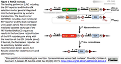 CRISPRメモ_2017/12/27-1（プラズマ細胞蛋白質生産工場；核酸増殖；前立腺癌；肝癌；子宮頸癌；組換え手法比較；ミカズキモ；黒毛和牛）