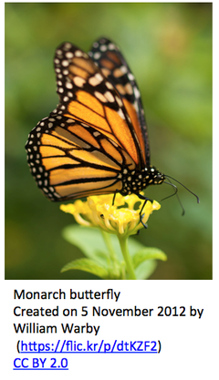 Monarch butterfly