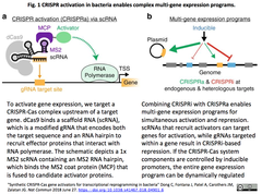 CRISPRa for E.coli