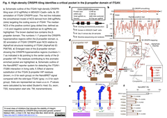 stability of integrin 4