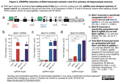 神経細胞における効率的かつ選択的遺伝子発現活性化