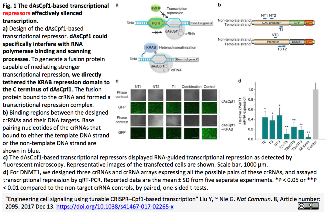 crisp_bio
	  CRISPR-Cpf1をベースにした調節可能な転写因子により細胞内シグナル伝達を制御する
	コメント