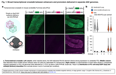 AAVベクター間の「転写クロストーク」を利用して, AAVを介したCas9などの大きなカーゴの細胞タイプ特異的発現を実現