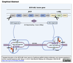 Cas9/デュアルsgRNAを介したBCR-ABL融合遺伝子の破壊によって、慢性骨髄性白血病細胞の増殖を阻害し、アポトーシスを誘導