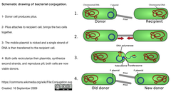 CRISPR/Cas9はデリバリー法次第で、珪藻ゲノムに非特異的変異を誘発しない