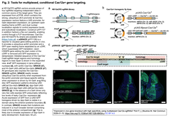 Improved in vivo gene knockout Fig. 2