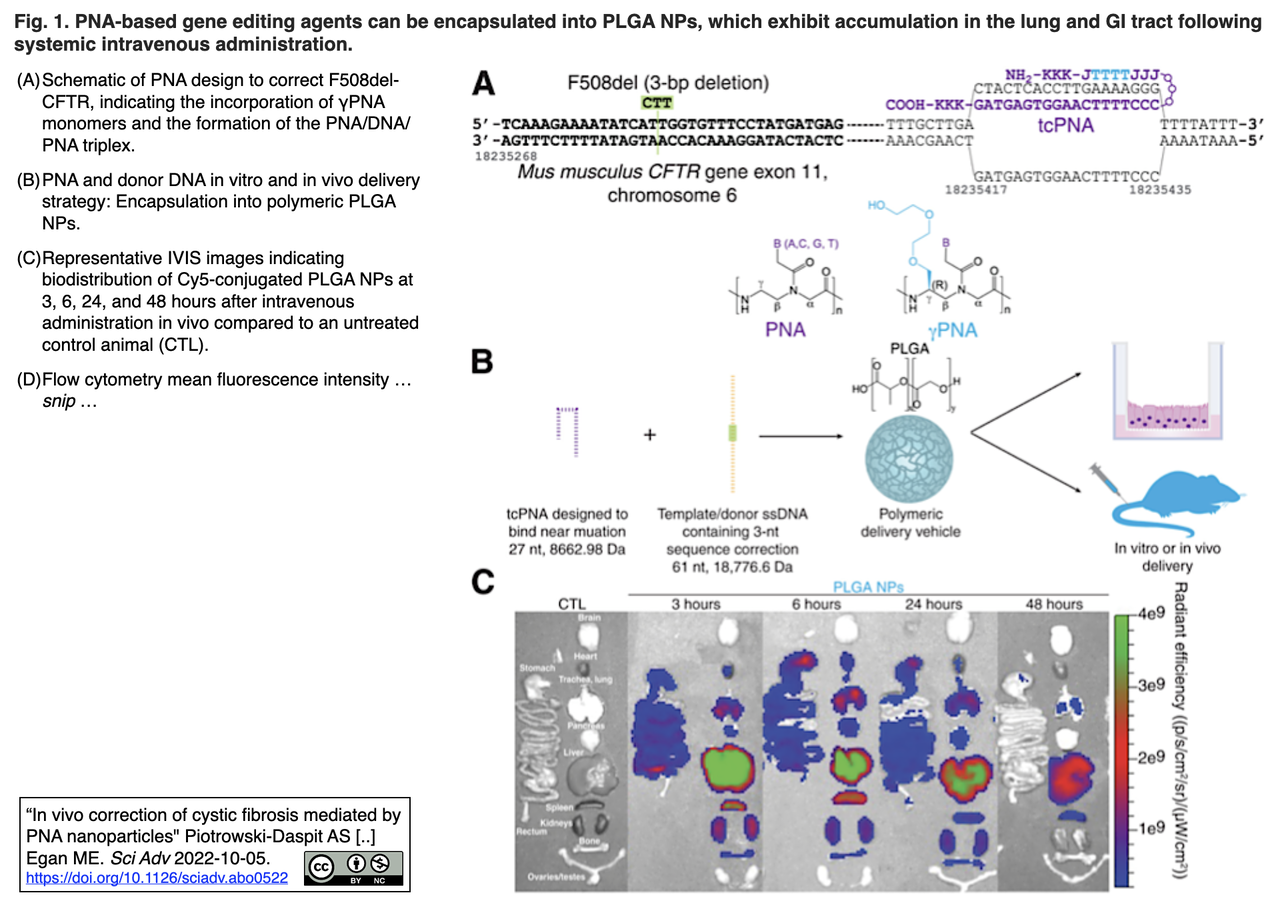 嚢胞性線維症：その正体、症状、治療法