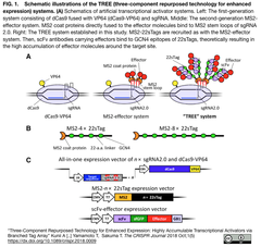 CRISPR転写活性化システムTREEを開発し、癌抑制遺伝子の活性化を実現
