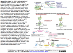 Human Pluripotent Stem Cell Research-3