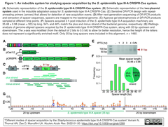 Staphylococcus epidermidisのIII-A型CRISPR-Casシステムに特有なスペーサー獲得モード