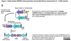 Rapid double CRISPRi