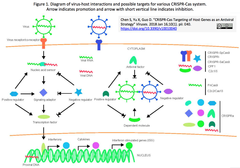 CRISPRメモ_2018/01/21（スプリットCas特許公開、HDR効率化、卵巣癌遺伝子治療など10件）