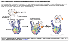 Structural insights into how Cas9 5