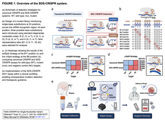 SDS‐CRISPR FIGURE 1