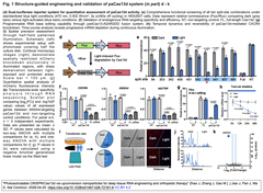 Photoactivatable CRISPR:Cas13d Fig. 1-2