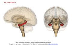 海馬ニューロンは, 成人期, 加齢, そしてアルツハイマー病 (AD) において, 新生する