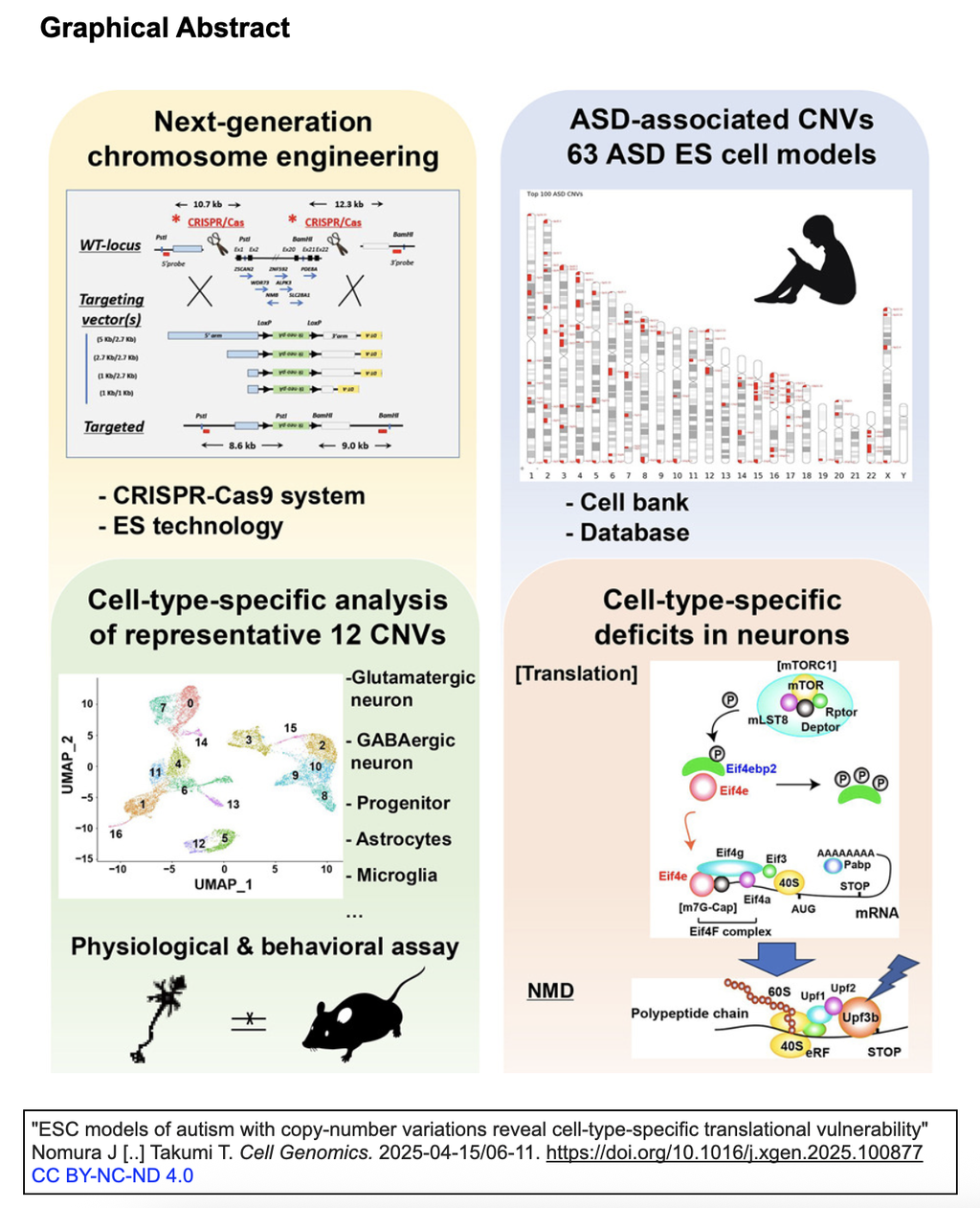 コピー数変異を伴う自閉症のES細胞モデルを作出したことで, 細胞タイプ