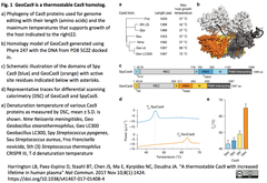 Stable Cas9 1