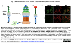 CRISPR-Cas9スクリーニングにより、ワルファリンの副作用からの患者救命にビタミンKを有効にする酵素の正体をつきとめた