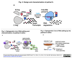 光活性化CRISPR-Cas13を開発し, プログラム可能なRNA塩基編集へと展開