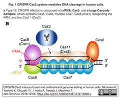ブタ臓器移植に向けて，CRISPR/Cas3による遺伝子編集技術を評価