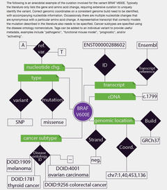 [データベース紹介] DoCM: 癌変異データベース