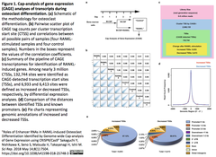CAGE CRISPR