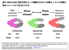 CRISPR–Cas12a REC2–NUC 6 日