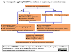  [展望] CRISPR/Cas技術によるシスエレメントの改変を介した園芸作物の品種改良