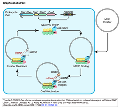 【タイプIV-C CRISPR-Cas】二本鎖DNAを認識し、ssDNAおよびRNAのコラテラル切断活性を誘発する新たなエフェクター