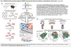 MitoPerturb-Seq  Fig. 1