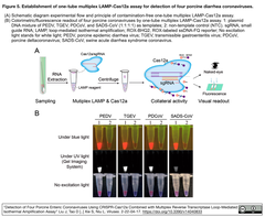 豚ウイルス検出